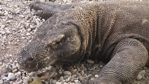 Komodo Dream Komodo Dream